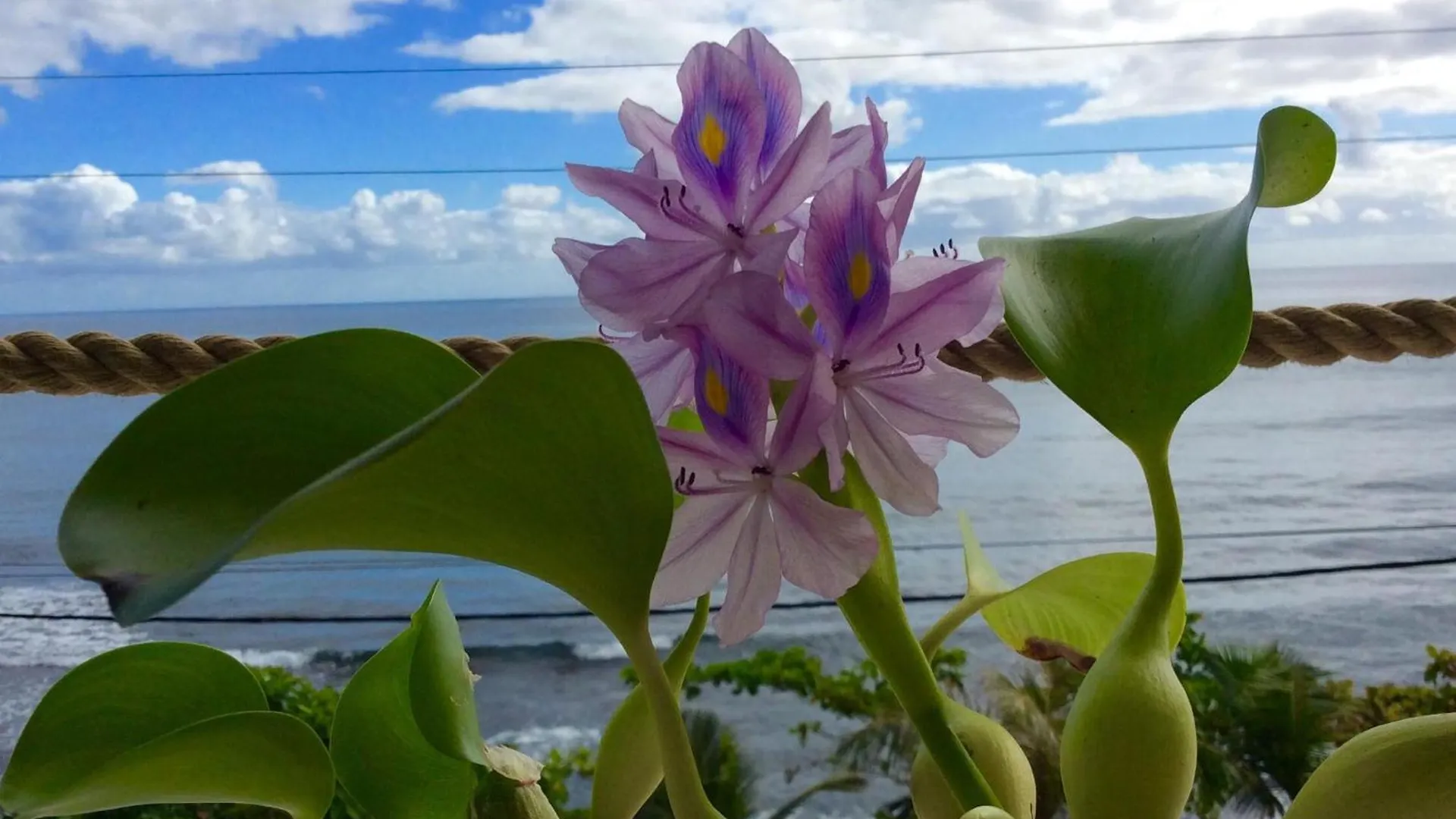 L'Auberge De Jeunesse Tahiti Iti - Beach Hostel Afaahiti